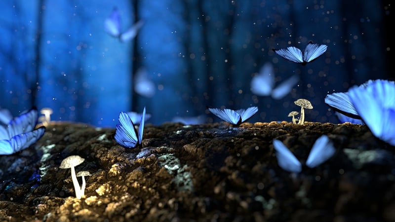 Enchanted Forest Details